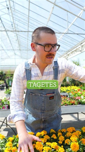 Plant this summer flower now!