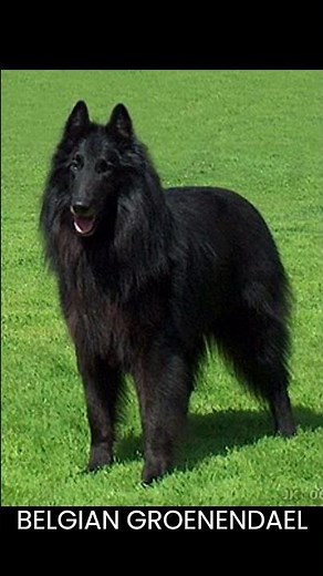 Short History Lesson of the Belgian Malinois