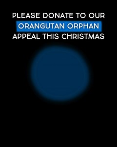 They should have grown up in the trees, held tightly by their mothers. Instead, we suspect their mother were killed, and they were found alone, starving, terrified. ALL DONATIONS DOUBLED Mawa, Xavier and Zeno are just infants, each orphaned before they were old enough to understand the danger around them. Now safe at the YIARI center, they cling to the surrogate mothers who are teaching them how to survive. But their future hangs in the balance. We need your help to get them all back to the wild