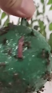  culoarea galbenă strălucitoare atrage insectele  adeziv puternic, chiar și după ploaie  perfect pentru grădini și livezi ✨ netoxice și impermeabile Cumpărați-l aici https://superzebra.ro/produs/capcana-pentru-muste-6-bucati-bugiorb/?psh=12i99&pco=9i99&sp=7753i997 | Superzebra | Facebook