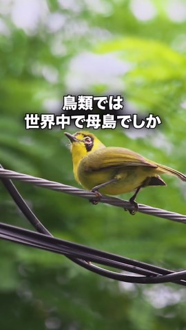 小笠原諸島の魅力: 東京から千キロの自然