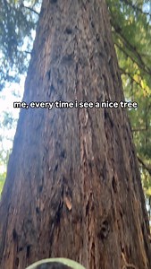 102 reactions | OF COURSE WE’LL HAVE A LOOK ️ sorry, i just had to do it with trees. literally i’ll be havin’ a look at trees, moss, leaves, rocks, plants, rivers, streams, birds, and everything in between tho fr fr #hike #hikingmemes #hikehumor #redwood #trees #treehugger #fyp | pepper steps | Facebook