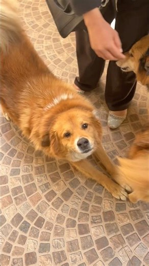 Ghar Mein 🥰 #arjunsmartvlogs #dailyvlog #minivlog #vlog #ytshorts #travel #uttarakhand #pahadi