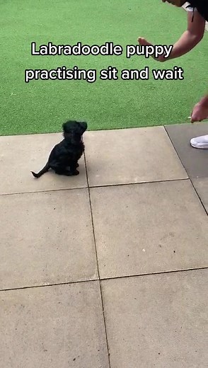 Labradoodle Puppy Training: Teaching Sit and Wait