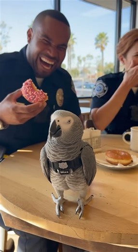 12K views · 326 reactions | donus talking with max 藍 #policeparrot #ParrotComedy #cophumor #talkingparrot #officerlaughs | Talk With Max | Facebook