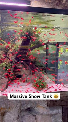 Planted Freshwater Tank at my LFS (local Fish Store)