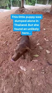 When little buttons was dumped beside the land where we keep the sick dogs she just lay over on her back and asked for help. She invited herself in as she was in the middle of the jungle and all out of options. I don’t think in my wildest dreams I could have predicted @liamgallagher would reach out to adopt her but the world works in funny ways.Listening to him on @thejonathanrossshowofficial last night you can hear his absolute adoration of her. I get messages from him and his lovely partner an