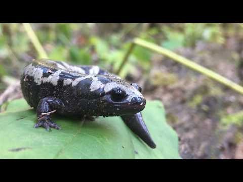 The Life Cycle of the Marbled Salamander