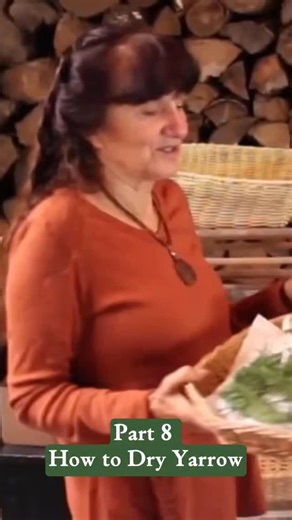 Rosemary Gladstar on Instagram: "Continuing our focus on Yarrow…how to dry Yarrow! Plus some important things to look out for. Learn more about harvesting, drying, and making your own remedies in my home study course, The Science & Art of Herbalism. It’s on sale right now and for a limited time you can save $300 on your enrollment! Tap the link in my bio @rosemarygladstar to register now! Filmed at @sagemountainherbal https://scienceandartofherbalism.com/product/the-classic-printed-plus-online-c