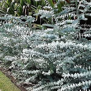 CHUXAY GARDEN 10 Seeds Eucalyptus Pulverulenta 'Baby Blue',Florist Silver Dollar,Powdered Gum 'Baby Blue',Silver Mountain Gum Small Evergreen Tree Sprawling Shrub Striking Landscaping Plant