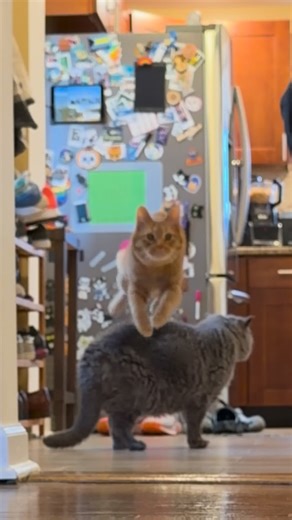 Muskrat Nation on Instagram: "Happy Thanksgiving everyone! We hope your day brings you as much joy as this spring brings to Cheddar. We’re very thankful for the muskrats, each other, the Muskrat Nation community, the Airstreamers (@therealairstreamers) community, and our friends and chosen family!! Thanksgiving can also be complicated…joyful for some, heavy for others. If today feels overwhelming, please know you’re seen and always have a place here. Wishing you all a day full of love, food, and