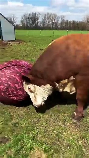 This is what happens if you give a cow a ball to play with