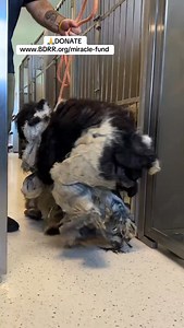 🚨 Last night, Big Dog Ranch Rescue stepped in to save 14 Golden Doodles and Bernedoodles from a deeply troubling breeder situation in Alabama. The breeder reached out to us after realizing they could no longer meet the most basic needs of these dogs—and what we found was heartbreaking. Many of the dogs were in critical condition—coats so severely matted they couldn’t see or walk, tangled with infection and dreadlocks. One battling a neurological condition and unable to move her hind legs. It wa