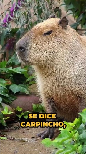 What are capybaras called in other countries?