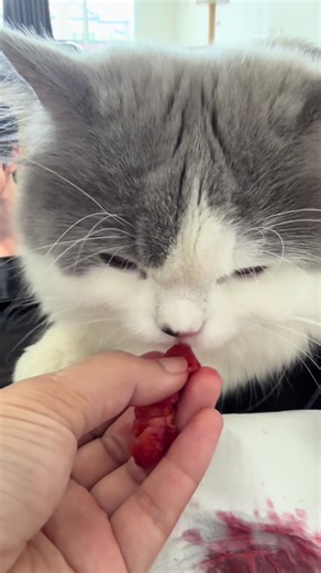 เปปเปอร์ และ สตอเบอรี่ ของเขา 🍓