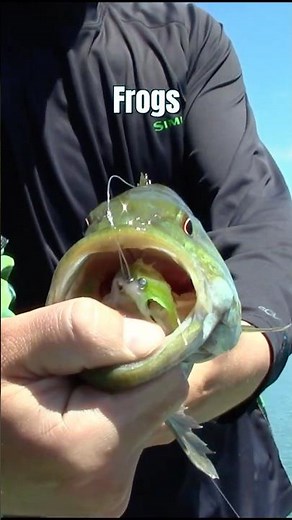 If You Could Only Fish 5 Bass Flies...