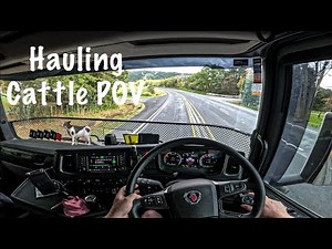 Truck Driver Gopro POV - Hauling Cattle In New Zealand 🐄🇳🇿