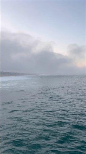 Dolphin Spotted Swimming at Sunrise | Manhattan Beach Pier