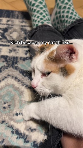 Creating a Safe Space for Your Rescue Cat