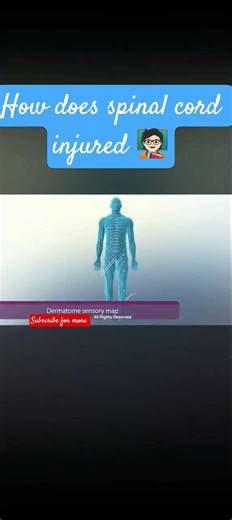 3d animation #how does spinal cord injured #👋🏻📚 thank like and subscribe for more