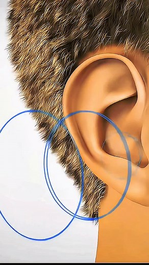 Understanding How the Human Ear Works in 3D Animation
