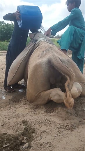 Two children are loading water on their camel.😘