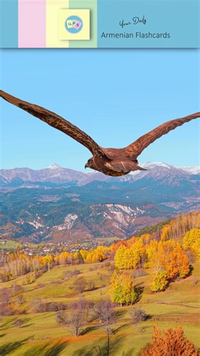 HAWK | Armenian Flashcards #learnarmenian