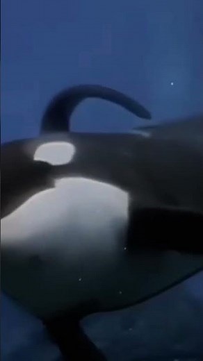 Keiko – The Free Willy Orca died on 12.12.2003 #keiko #freewilly #wildlife #aquarium