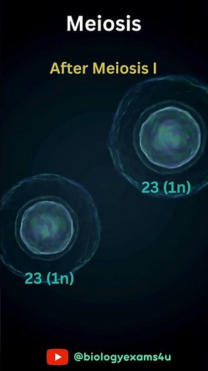 Meiosis in Humans Animation #education