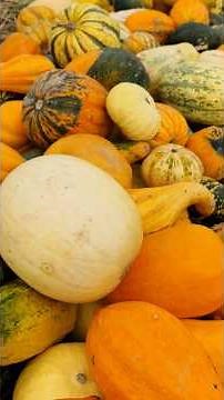 como plantar abóbora #plantas #legumes #agro