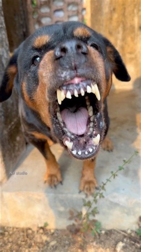 Angry dog barking sounds #puppy #dogtalk #dogcommunication #pets #petsempire #rottweiler