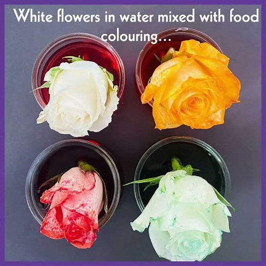 Flowers change colour with food colouring science experiment