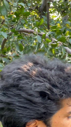 When we give head-back on vertical branch Griba Gardens Pvt Ltd Basit Yousuf A Rashid Shahoori Merino Sheep Farm Lassipora Pulwama Agriculture Point #Pruning #PruningTips #PlantPruning #TreePruning #GardenPruning #HowToPrune #PruningSeason #PruningGuide #PruningTechnique #AppleTreePruning | Basit Yousuf