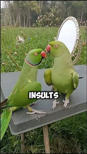 The Zoo Full of Swearing Parrots #animals