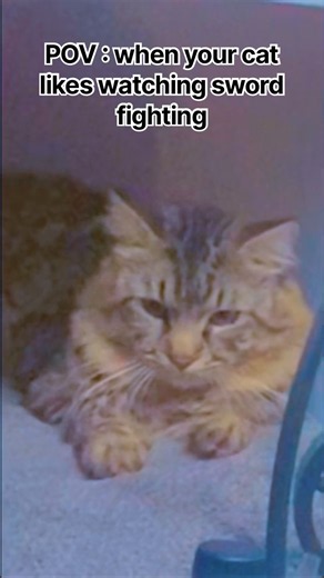 my cat loves a good sword fight #fypシ゚ #cat #pet #animals #funny #pov #cute #adorable