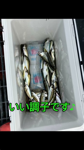 8/13（木）尼崎魚つり公園 サビキでアジ•イワシ•サバ•ママカリがよく釣れています。落とす深さが肝心ですよ♪ @fishingmax武庫川店
