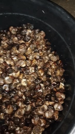 Kilala new ba ito🐌🐌🐌🤤🤤🤤 Sino Ang ND pa nakaka tikim nito | Greg Tutor