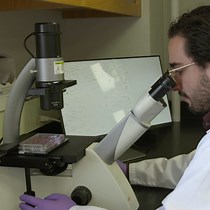 Video: In Vitro Scratch Assay to Demonstrate Effects of Arsenic on Skin Cell Migration