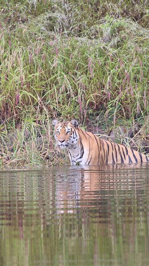 22K views · 5K reactions | We often hear about tigers' vast territories, spanning over 30-40 square kilometers daily. Witnessing it firsthand is truly breathtaking. Just watch her move, so stealthy and swift, and not a single alarm call 勞 Pench, November 2025! #wildlife #travel #travelgram #jungle #wildlifephotography #forest #junglesofindia #indiatravel #india #madhyapradesh #pench #canon #reel #reels #reelsinstagram #daily #video #viralreels #wild | The Jungles of India | Facebook