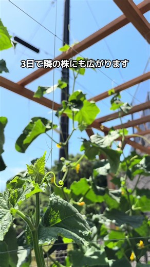 うどんこ病、気づいてから3日で隣の株に広がります⚠️ 梅雨前の今がギリギリのタイミング。 今年うちが実践してる3つの対策👇 ① 株元にマルチ or もみ殻で泥跳ね防止 ② 白い斑点を見つけたら即ちぎって捨てる ③ にんにく＋唐辛子＋お酢スプレーで予防 （消えるわけじゃないけど出にくい気がしてます🧄🌶️） ━━━━━━【自己紹介】━━━━━━ どうも！ お得に野菜を作るマメな夫 ばう👨‍🌾です ＼家庭菜園で暮らしをお得に／ モットーに発信しています！ この投稿があなたが野菜作りを 楽しむきっかけになりますように😌 他の投稿もご覧ください▶▶▶ @baw_saien ━━━━━━━━━━━━━━━━━━ #家庭菜園 #家庭菜園初心者 #野菜作り