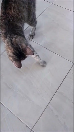 Curious Cat vs. Tiny Intruder! (Cutest Playtime) # shorts