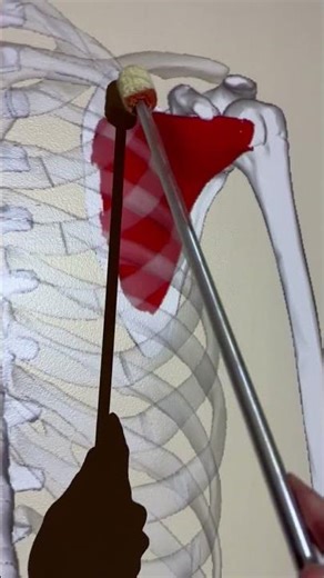 Subscapularis #anatomy #kinesiology #anatomystudy #biology #biomechanics