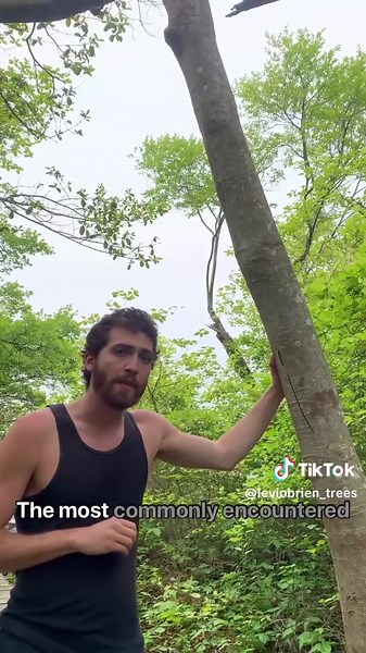 Exploring the Unique Sunken Forest of Fire Island, NY