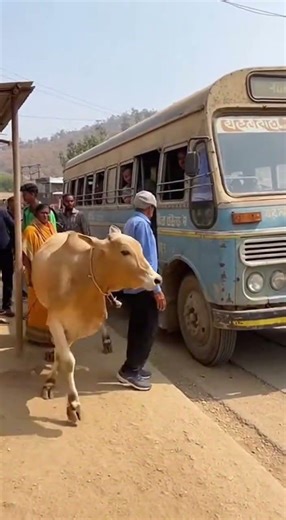 Cow Gets Off Bus – Hilarious Moment!