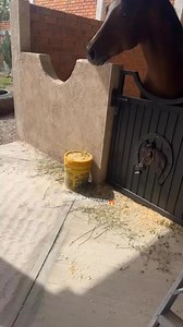 74K views · 1K reactions |  QUE CHULADA DE PENCO朗 | Deporte Carrerero | Facebook