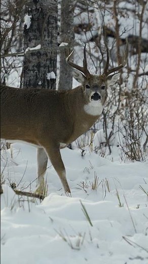 This Saskatchewan GIANT has to be the most skittish deer I've ever hunted! #bowhunting #whitetail