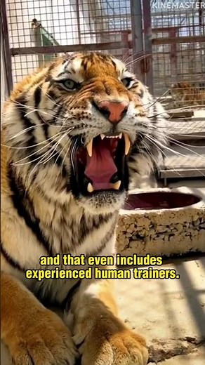 How a tiger's roar can paralyze its prey