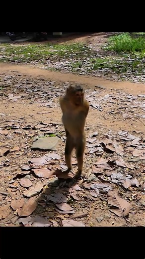 Abandoned Monkey's Journey to Recovery