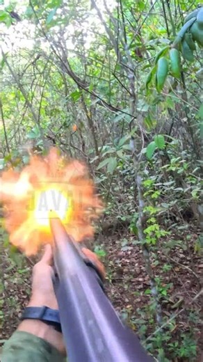 JAVALI PESO PESADO! #javalibrasil #caçadejavali #hunter #hunting #wildanimals #wildboar #cachorro