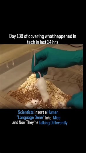 daught24_7 | Scientists inserted the human FOXP2 gene, linked to language, into mice. The modified mice showed altered vocalizations and brain activity,... | Instagram